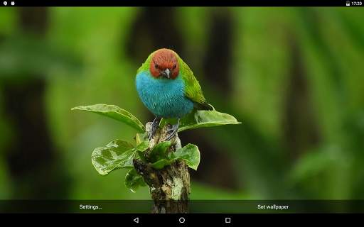 Beautiful Bird Live Wallpaper screenshot 4