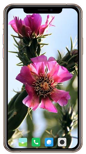 Cactus Flowers Wallpaper screenshot 1