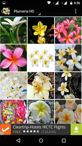 Plumeria Flower HD Wallpaper screenshot 3