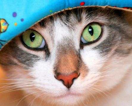 Pretty Cats Wallpapers screenshot 4