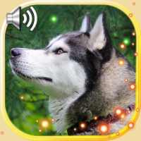 Husky Sounds Live Wallpaper