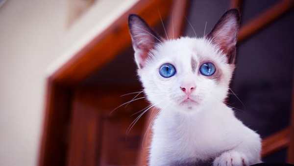 DSLR Camera HD screenshot 5