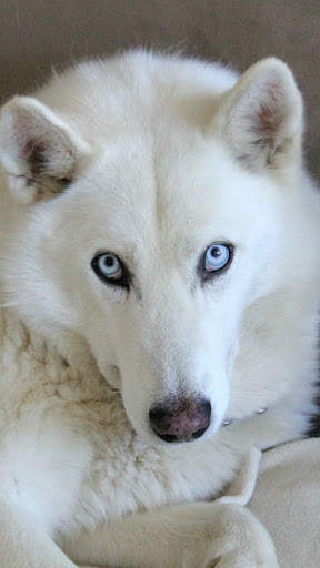 Magic Touch: Husky Live Wallpaper screenshot 2