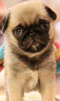 Pugs Dogs Funny Jigsaw Puzzle screenshot 3
