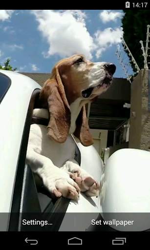 Dog in car Video LWP स्क्रीनशॉट 2