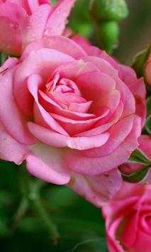 Live Flowers Wallpapers screenshot 3
