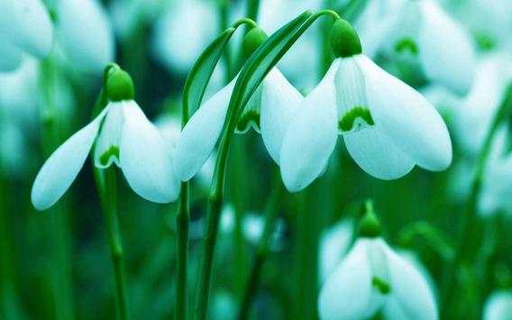 Snowdrops Live wallpaper screenshot 5
