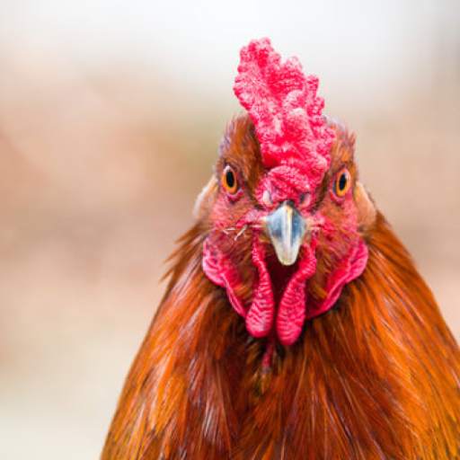 Funny Rooster Sounds 1.0.4