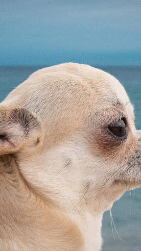 Chihuahua Wallpaper HD & 4k Backgrounds screenshot 4