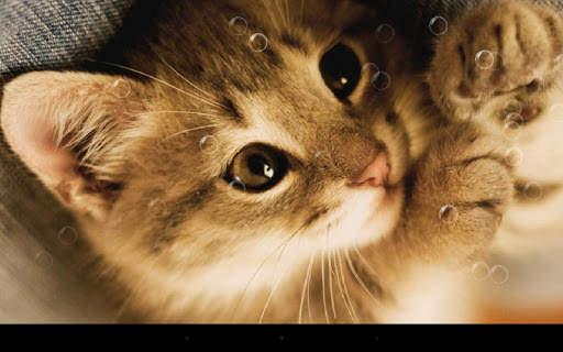 Lazy Cat Live Wallpaper screenshot 8