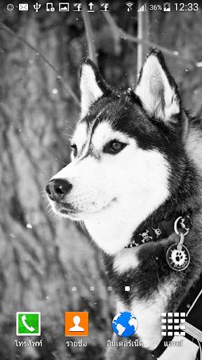 Siberian Husky Wallpaper screenshot 1