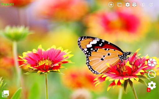 Controlled Capture Lite screenshot 2
