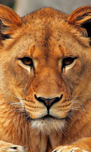 Lion Live Wallpaper (Wallpapers & Backgrounds) screenshot 1