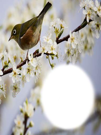 Birds Photo Frames HD स्क्रीनशॉट 9