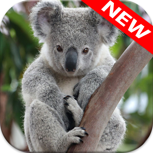 🐨 Koala Wallpapers icon