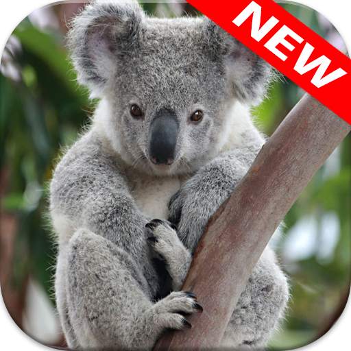 🐨 Koala Wallpapers 3.0.0