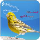 bird canary ringtone 1.4
