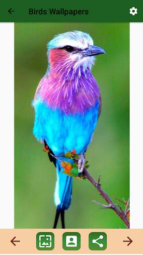Birds Ringtone स्क्रीनशॉट 6
