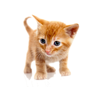 Dancing Cat icon