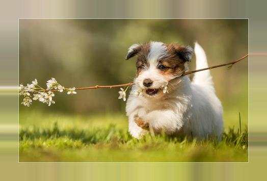 Imágenes y Fotos de Cachorros Gratis screenshot 6