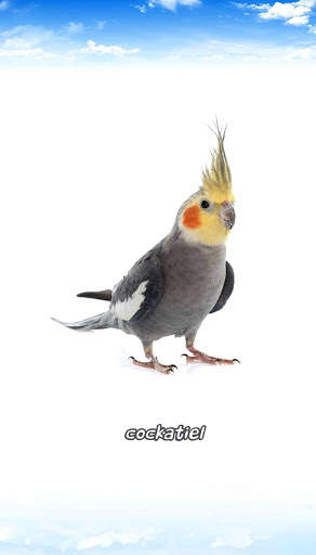 Bird sounds स्क्रीनशॉट 4