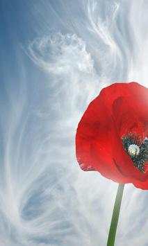 Poppy Wallpapers screenshot 4