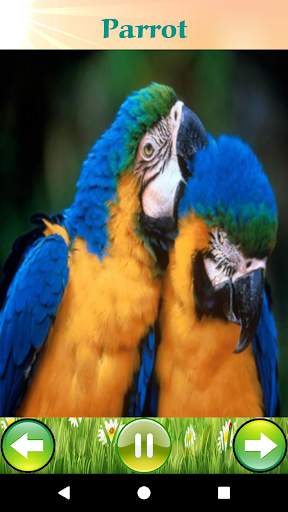 Bird Sounds 3 تصوير الشاشة