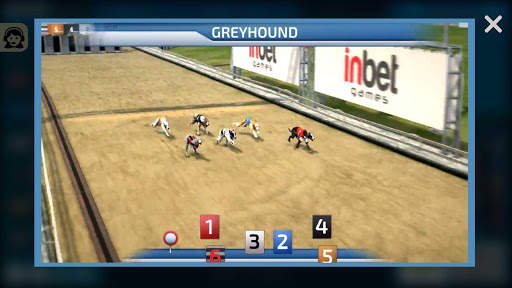 Dogs3D Races Betting screenshot 3