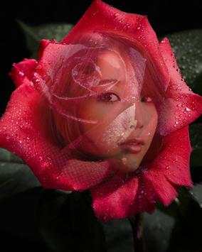 red rose frame transparent screenshot 1