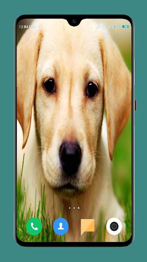 Dog Wallpaper 4K screenshot 3