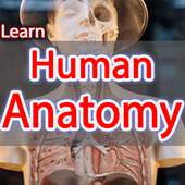 Anatomy Learning 1.3