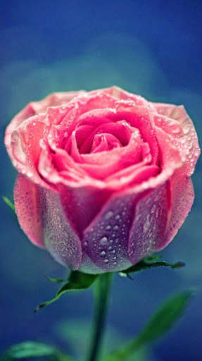 Flower Wallpaper 4K, Floral Background: Flowery screenshot 7
