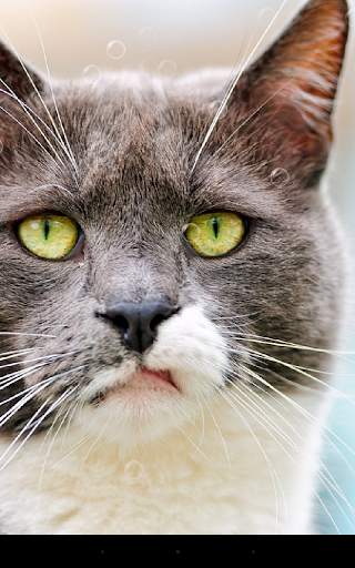 Funny Cat Live Wallpaper screenshot 3