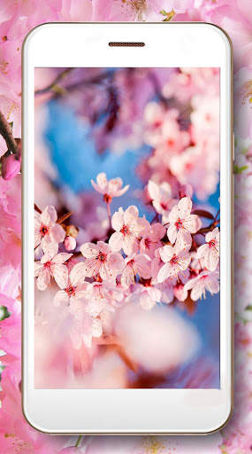 Cherry Sakura screenshot 5