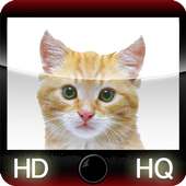 cats wallpapers for whatsapp