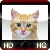 cats wallpapers for whatsapp 1.1
