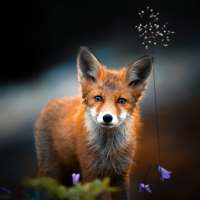 Fox Wallpapers on 9Apps