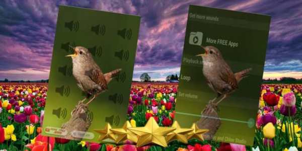 Wren Bird Singing : Wren Bird Song screenshot 1