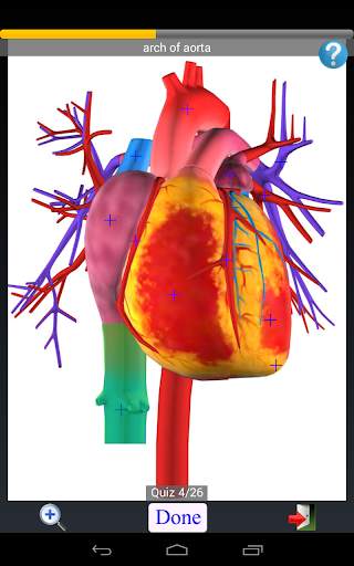 Anatomy Quiz скриншот 12