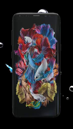 Betta Fish Wallpaper screenshot 6