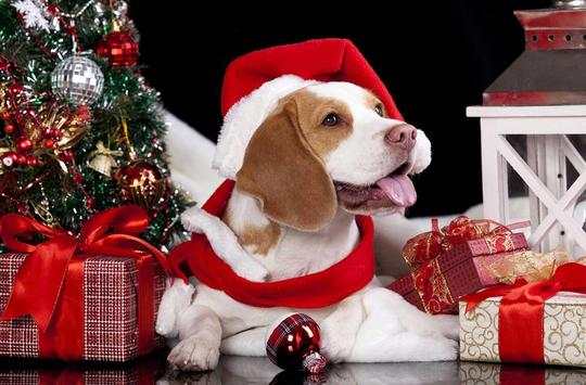 Christmas Dog live wallpaper screenshot 5