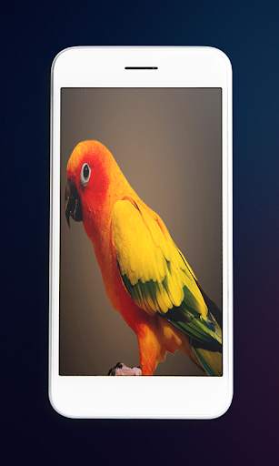 Birds Wallpaper - Best Birds Wallpaper 3d screenshot 3