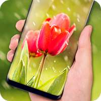 Tulips Live Wallpaper 2018 – Flower HD Backgrounds logo