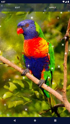Bird Parrots HD Live Wallpaper screenshot 4