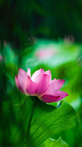 Lotus Wallpaper Best HD screenshot 9