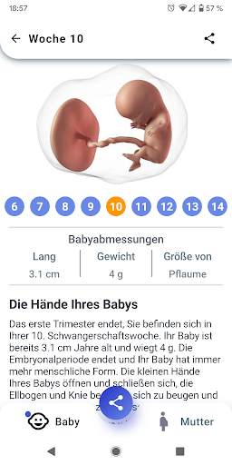 Schwangerschaft - Jede Woche screenshot 2