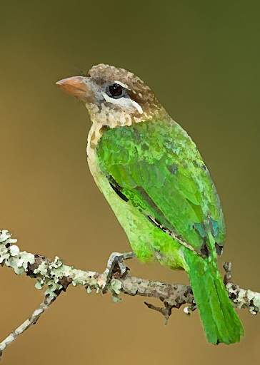 Asian barbet bird Sounds ~ Sboard.pro screenshot 1