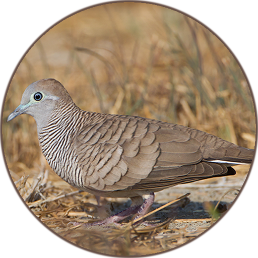 Zebra dove Sound icon
