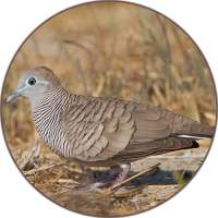 Zebra dove Sound on 9Apps