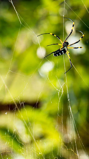 Spider Wallpapers screenshot 13